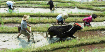 Traditional Farming